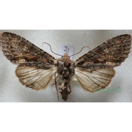 Mniotype adusta (Esper, 1790) Purpurówka ogrodnica Czech2j